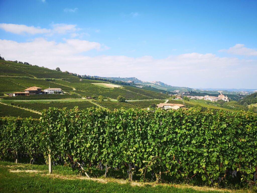 Vineyard in Piedmont