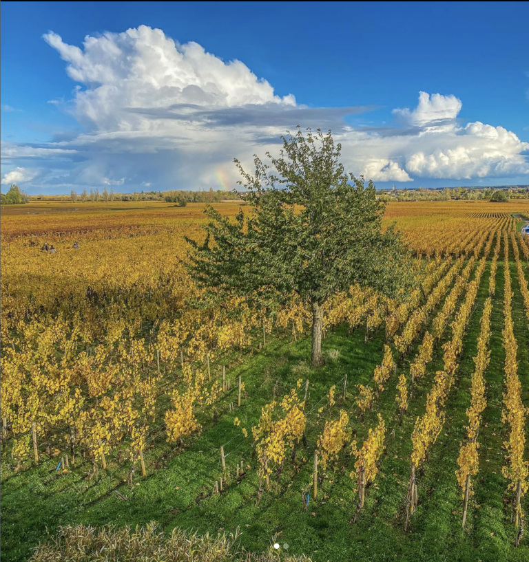 Burgundy Vincent Dancer