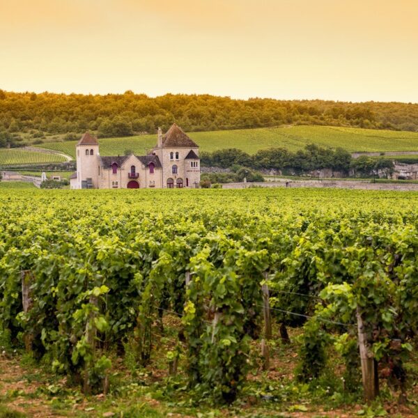 Château-vineyards-Bourgogne-burgundy-shutterstock