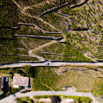Jean-Michel Gerin Vineyard Shot