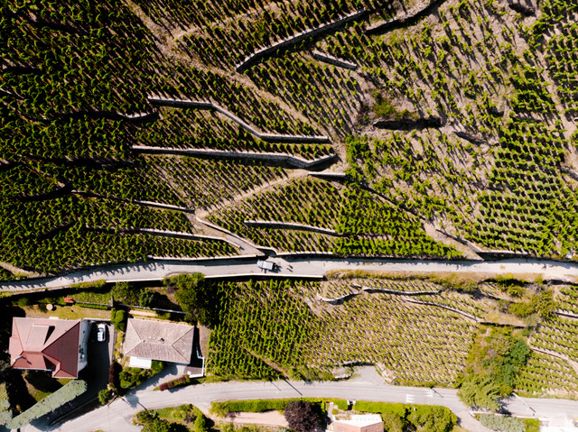 Jean-Michel Gerin Vineyard Shot